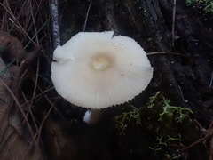 Entoloma albidosimulans