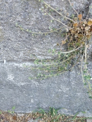 Veronica hederifolia