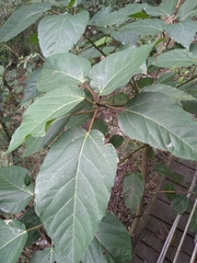 Ficus variegata garciae