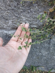 Veronica hederifolia