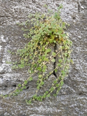 Veronica hederifolia