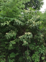 Melicope pteleifolia