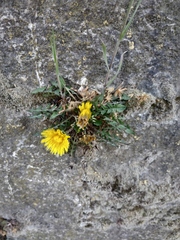 Taraxacum