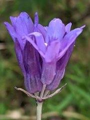 Dichelostemma congestum