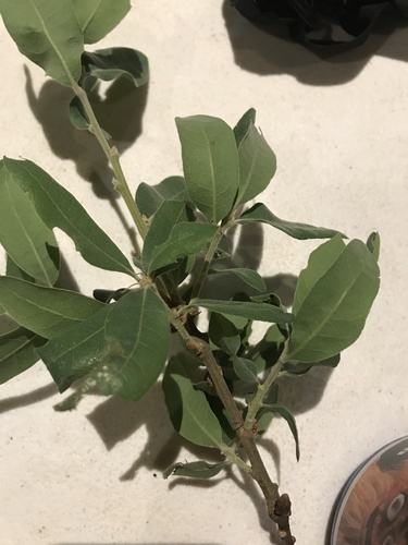 iNaturalist observation photo of oaks