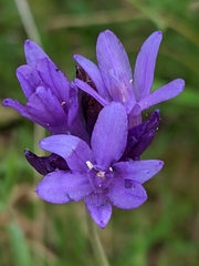 Dichelostemma congestum