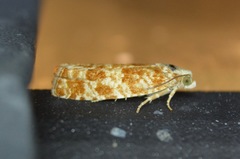 Retinia virginiana