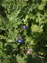 Anchusa thessala
