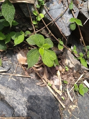 Boehmeria pilosiuscula