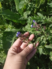 Anchusa thessala