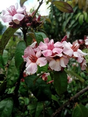 Strophanthus gratus