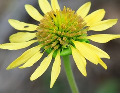 Tetragonotheca repanda