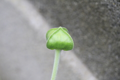 Tetragonotheca repanda