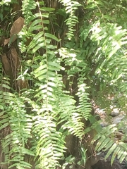 Polypodiopsida