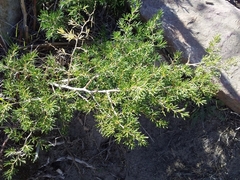 Asparagus lignosus