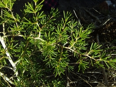 Asparagus lignosus