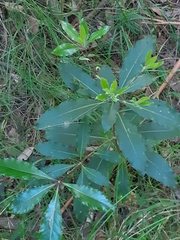 Pittosporum undulatum
