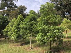Acacia confusa