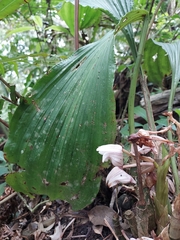 Acanthophippium striatum