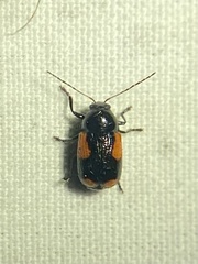 Cryptocephalus quadruplex