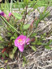 Oenothera rosea