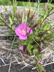 Oenothera rosea