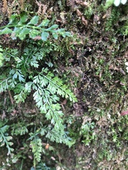 Asplenium tenuifolium