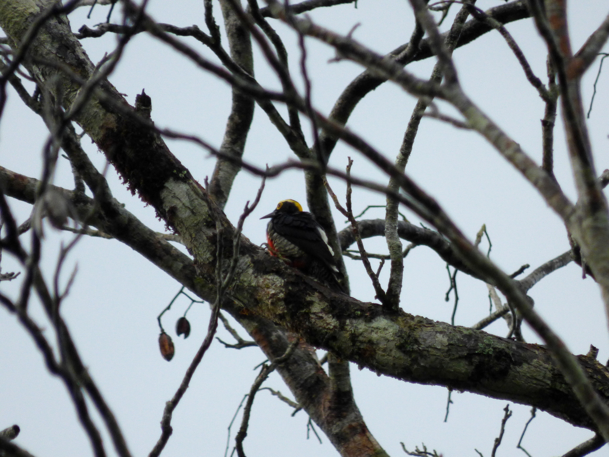 Yellow-tufted Woodpecker illustration