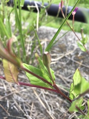 Oenothera rosea