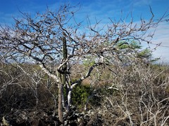 Bursera malacophylla