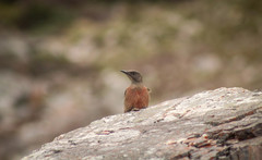 Geocolaptes olivaceus