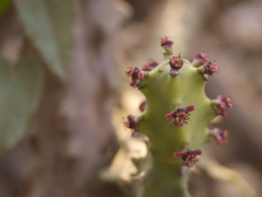 Euphorbia neriifolia