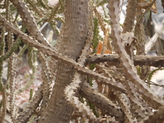 Euphorbia neriifolia