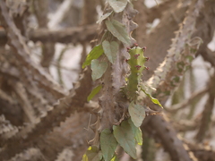 Euphorbia neriifolia