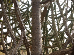 Euphorbia neriifolia