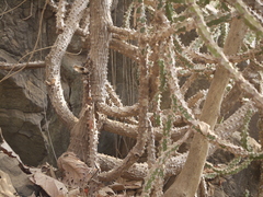 Euphorbia neriifolia