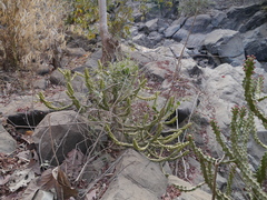 Euphorbia neriifolia