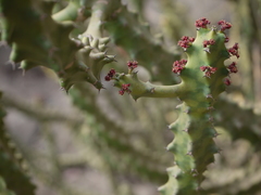 Euphorbia neriifolia