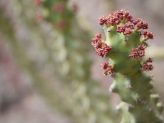 Euphorbia neriifolia