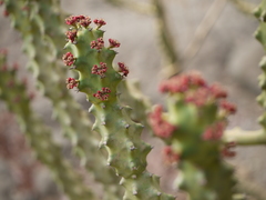 Euphorbia neriifolia