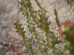 Euphorbia neriifolia