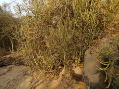 Euphorbia neriifolia
