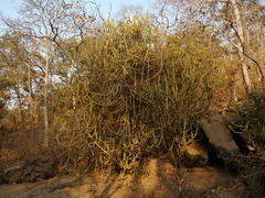 Euphorbia neriifolia