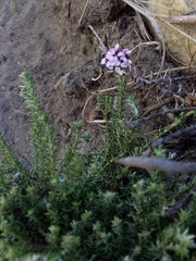 Disparago ericoides
