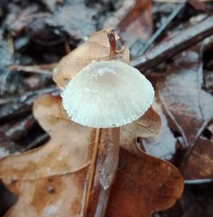 Mycena vitilis
