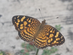 Anthanassa hermas