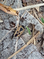 Xanthochilus saturnius