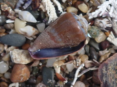 Conus aplustre