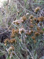 Stoebe capitata