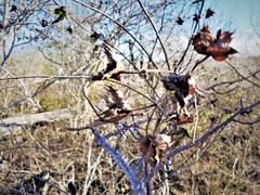 Bursera malacophylla